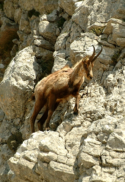 Camoscio d''Abruzzo Rupicapra pyrenaica ornata